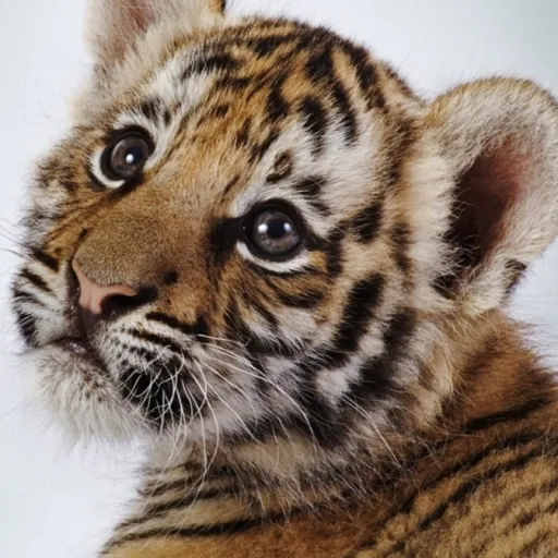 creator 《☆♡Luna☆♡》's avatar