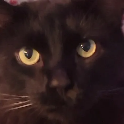 creator hollow the cat's avatar