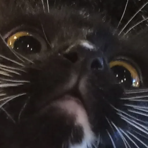 creator ~{...VIXXIE...}~'s avatar