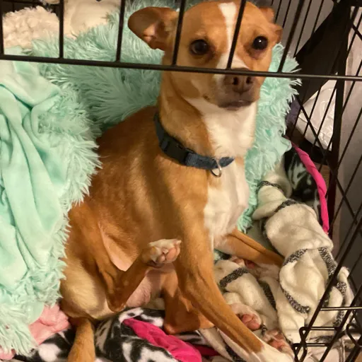 creator MY DOG-bAl9UUnr's avatar