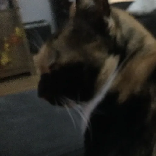 creator KuromiPlayz67's avatar