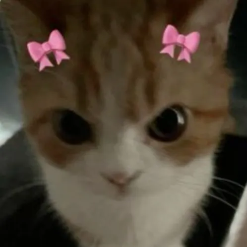 creator cute_kity27😽's avatar