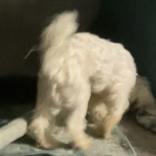 creator Rocco Yirgu's avatar