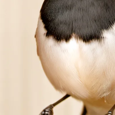 chat with ai character: Personnel birdie