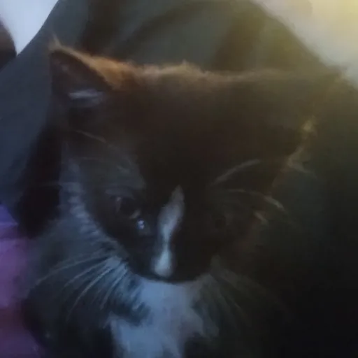 creator Elan2014's avatar