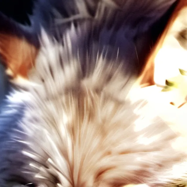 chat with ai character: Wolf