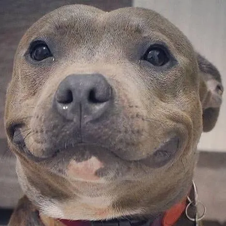 creator Happy boi's avatar