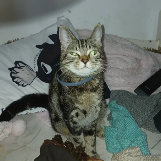 creator Quaylynn's avatar