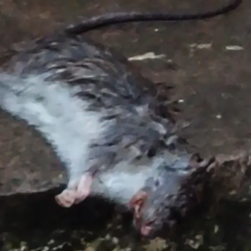 creator --.. 🩻A🫀--..'s avatar