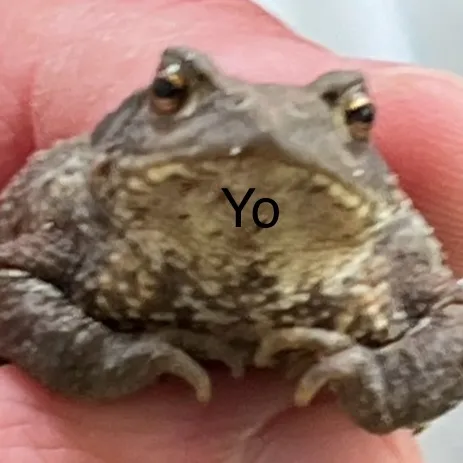 creator <|*_*|>'s avatar