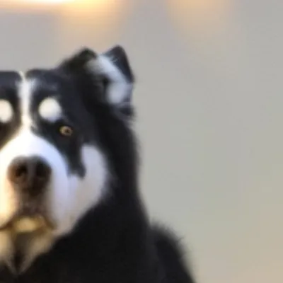 chat with ai character: Owner