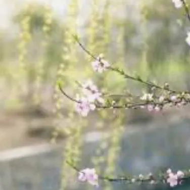 creator Spring☀️🍃's avatar