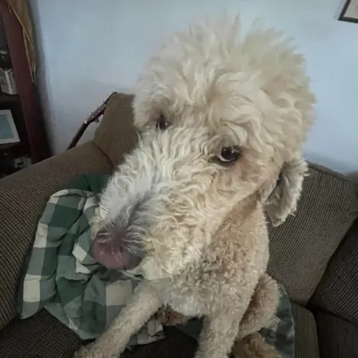 creator °+ Your local emo's avatar