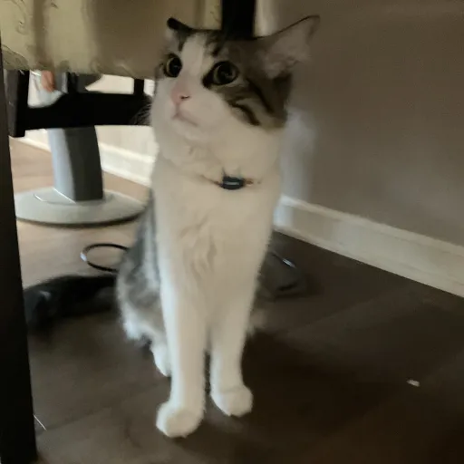 talkie's author avatar