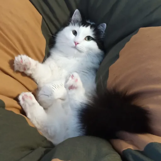 talkie's author avatar