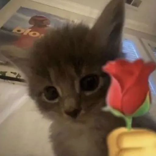 creator Kitty with flower's avatar