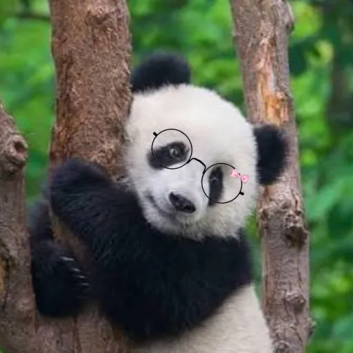 creator Pandy 🐼's avatar