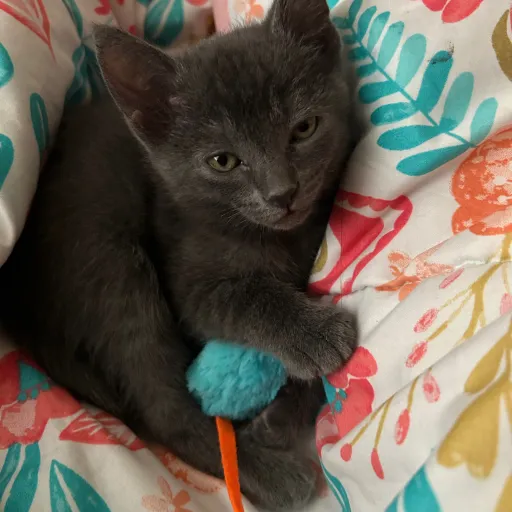 creator Hixon_iopan289's avatar