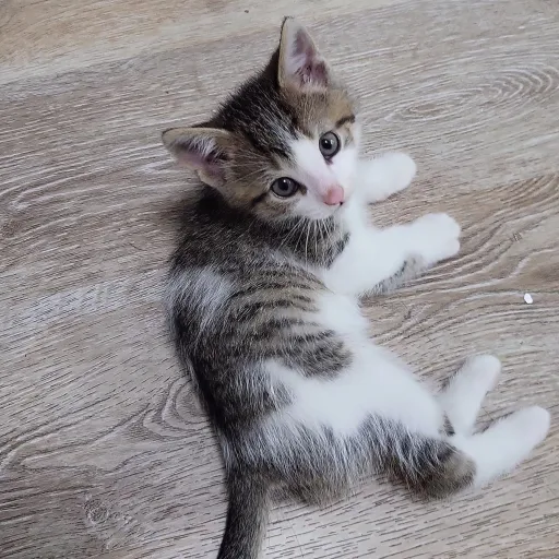 talkie's author avatar