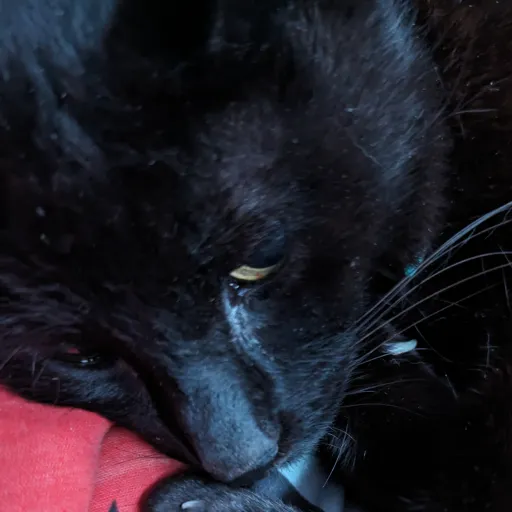 creator silverfang&ivy1212's avatar