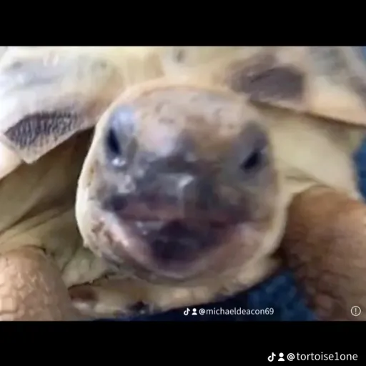 creator tortoise milk's avatar