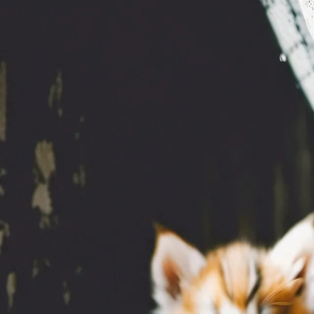 chat with ai character: 5 baby kittens 