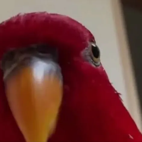 creator Rbirb's avatar