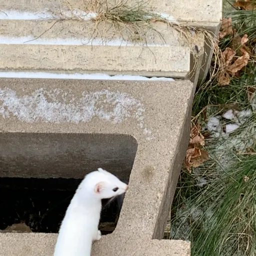 creator SOS button's avatar