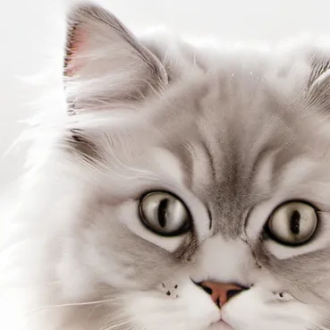 chat with ai character: Rawr