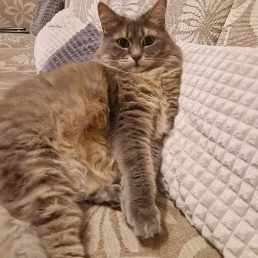 creator talkie.maker12's avatar