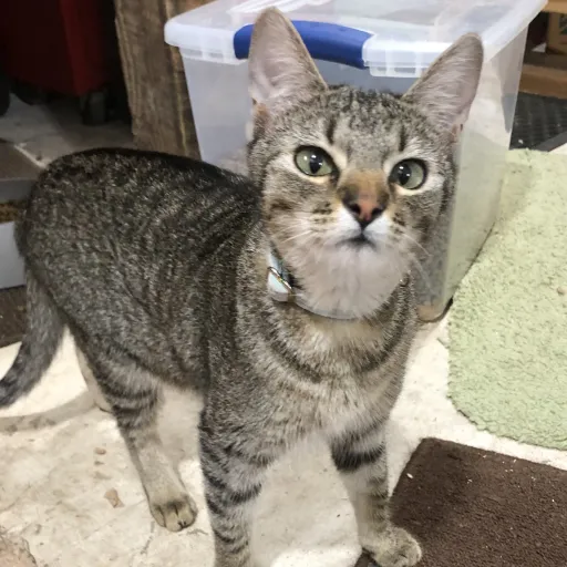 creator Lala land 2.09's avatar