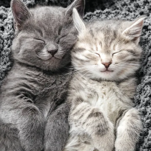 creator @squid game lovers's avatar