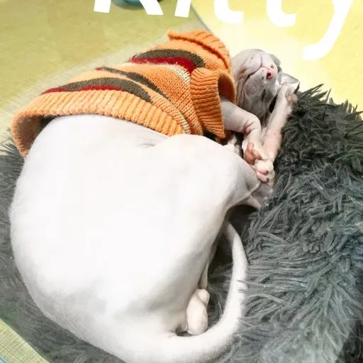 creator OwO  emo gurl's avatar