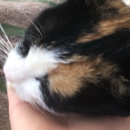 creator Lilosh's avatar