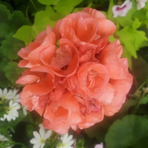 creator ❀Cece❀'s avatar