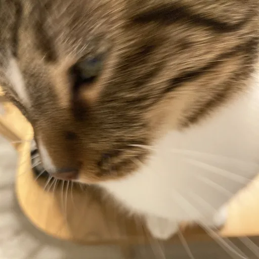 creator ⱽᶦᵛᶦ's avatar