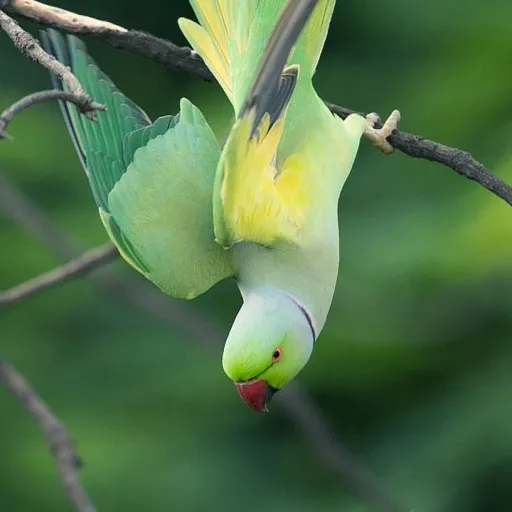 creator arandombirb's avatar