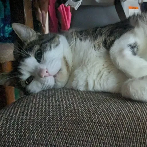 creator maddog3637's avatar