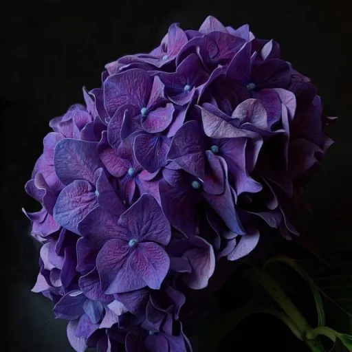 creator Sazume🫶🏻's avatar