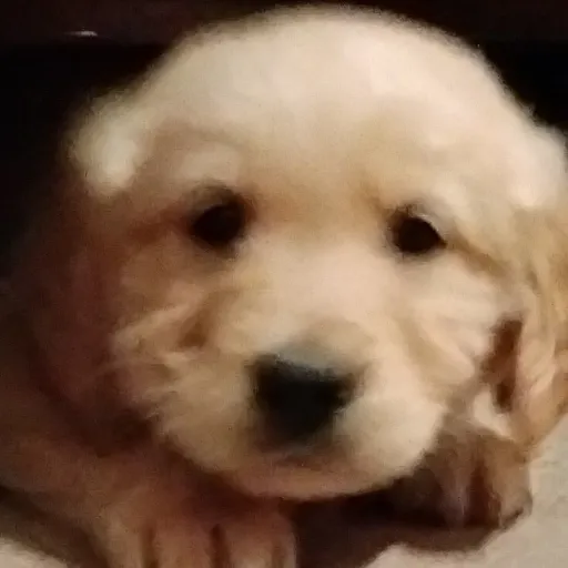 creator JDasat's avatar