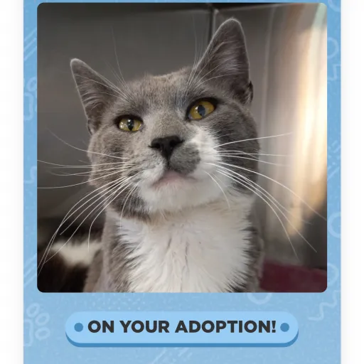 creator Warriors cat fan's avatar