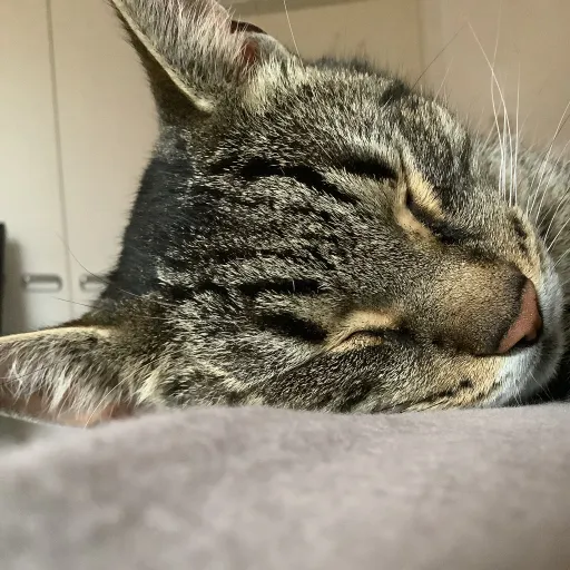 creator SIZUSA's avatar