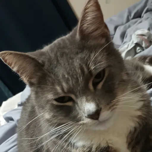 creator sigmaaaaaaaaaaaa's avatar