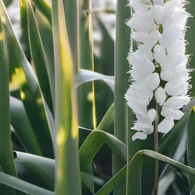 chat with ai character: Grass