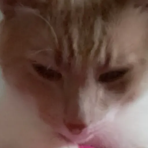 creator Talkior-HpqgDgBB's avatar