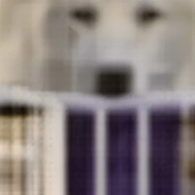 chat with ai character: Pet story 