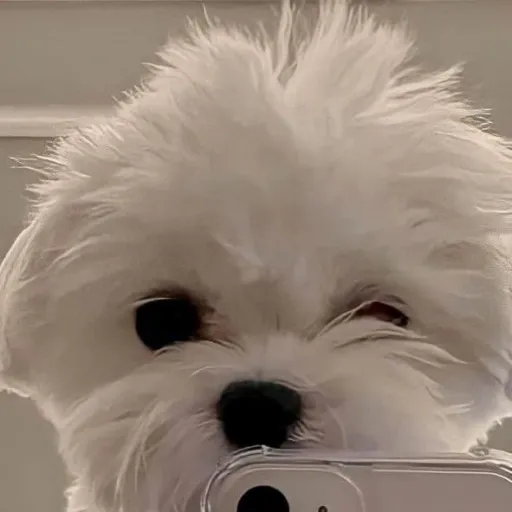 creator Kpop lover❤️'s avatar