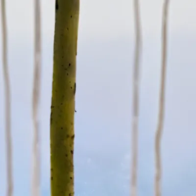 chat with ai character: Catnap X DogDay….