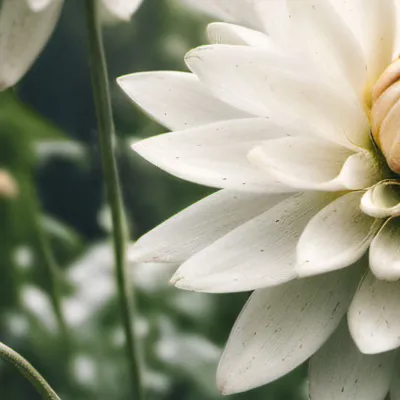 chat with ai character: Isla