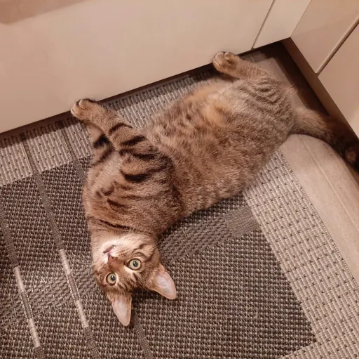 creator MegaritterX's avatar